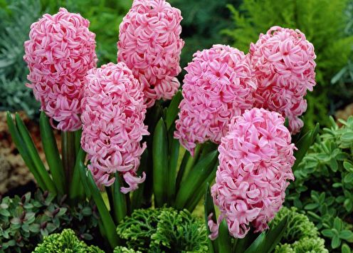 Hyacinth (60 ảnh): các loại và chăm sóc