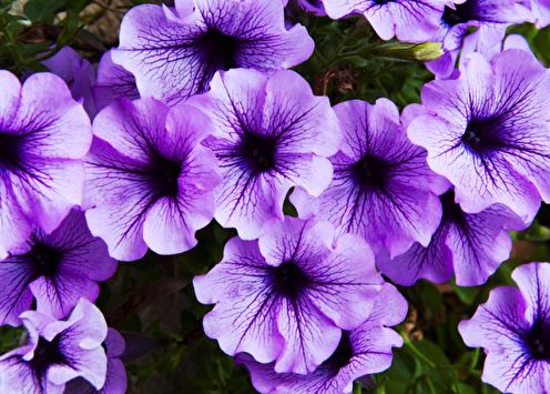 Petunia (65 gambar): penanaman dan penjagaan