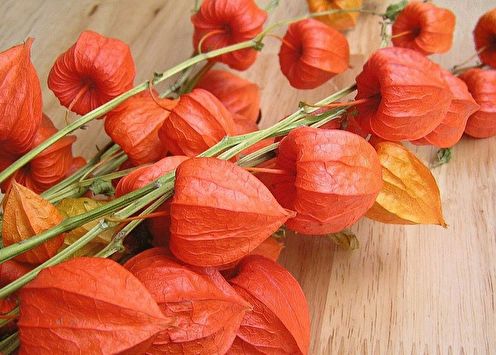 Physalis (70 photos): types and care