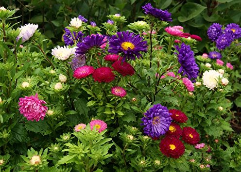 Asters (90 photos of flowers): description, types and care