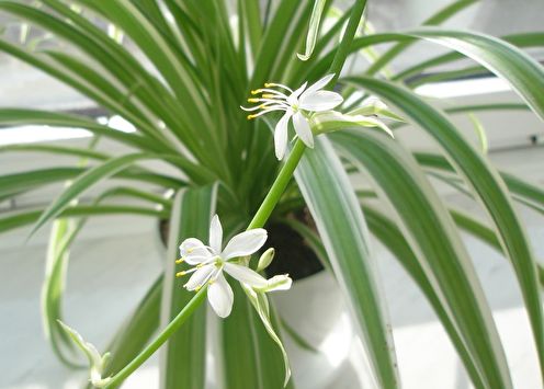 Chlorophytum (50 gambar): jenis dan penjagaan