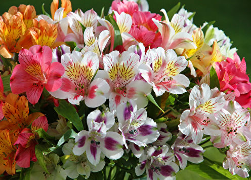 Alstroemeria (70 gambar): jenis dan penjagaan