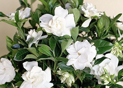 Gardenia (85 bilder): typer og omsorg