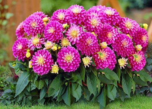 Dahlias (80 ảnh): các loại và chăm sóc