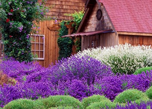 Lavanda (90 fotografija): vrste i njega