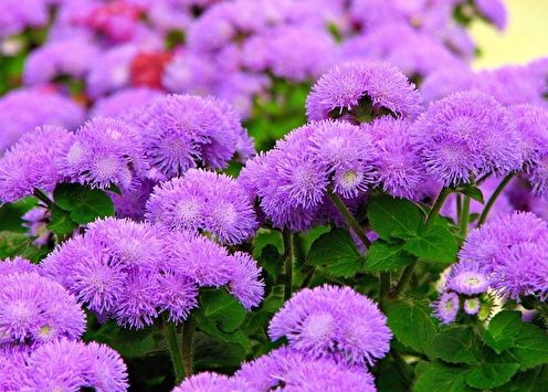 Ageratum (95 fotos): tipos y cuidados