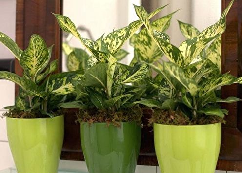 Dieffenbachia (70 ảnh): các loại và chăm sóc