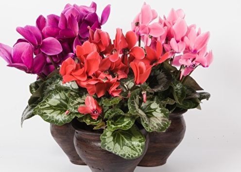 Cyclamen (90 bilder): dyrking og omsorg