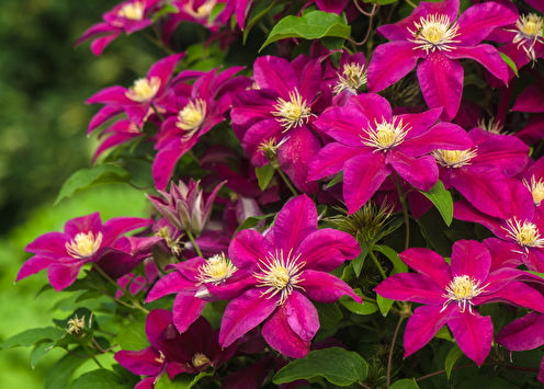 Clematis (80 fotos): tipos y cuidados