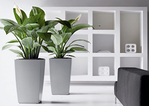 Spathiphyllum (70 ảnh): các loại và chăm sóc