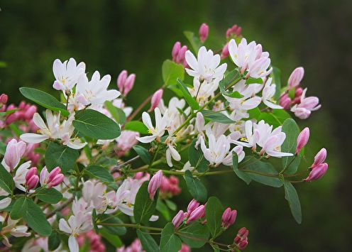 Honeysuckle (75 bilder): typer og omsorg