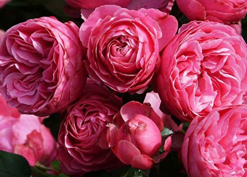 Rose Floribunda (90 ảnh): các loại và chăm sóc