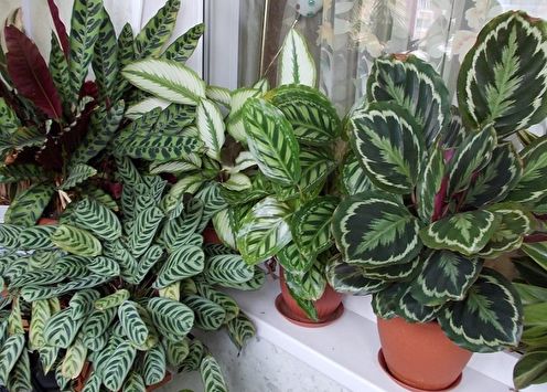 Calathea (70 foto's): soorten, verzorging en teelt