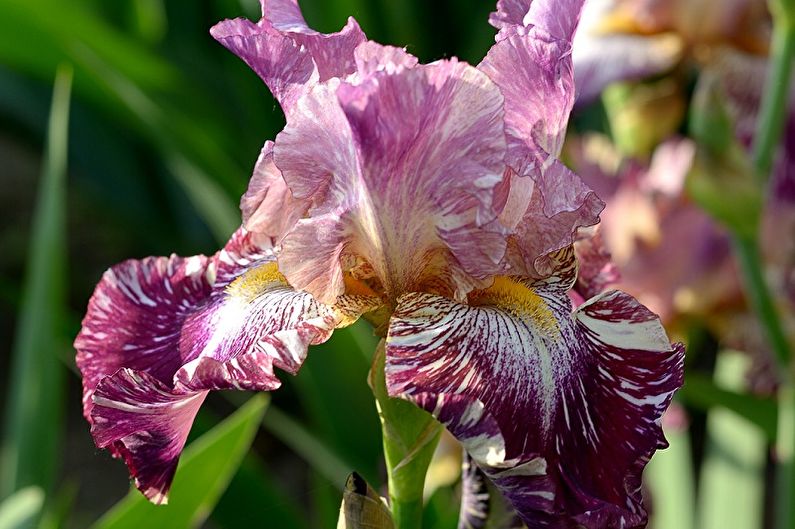 Iris barbus