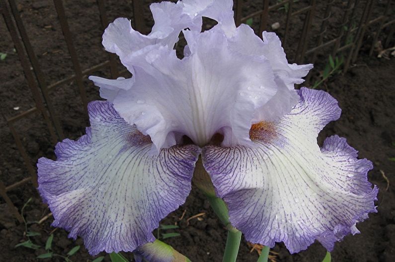 Skäggiga Iris