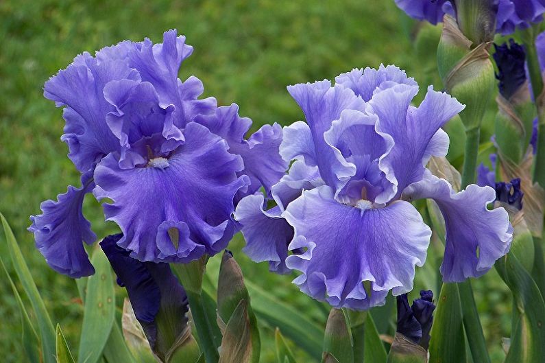 Irises amb barba