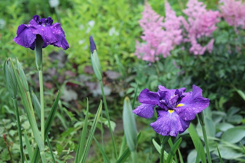 Ir-ikke-skæggede iris