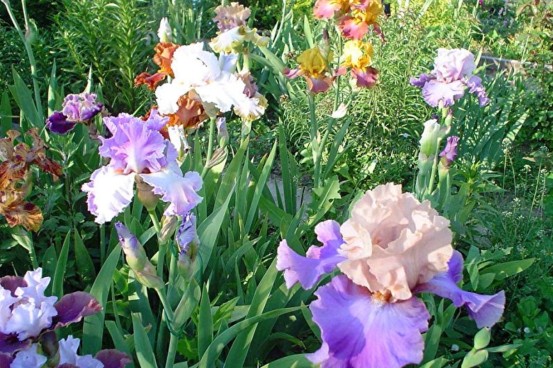 Irises - Pag-iilaw