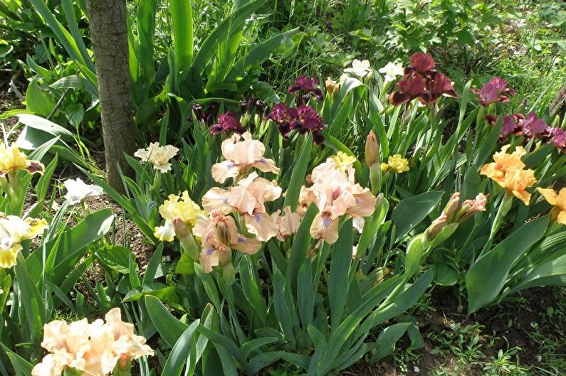 Irises - โคมไฟ