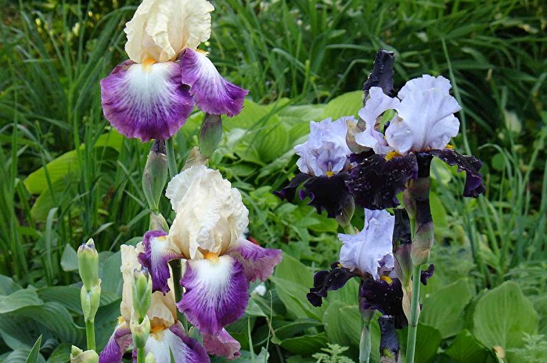 Irises: Reg