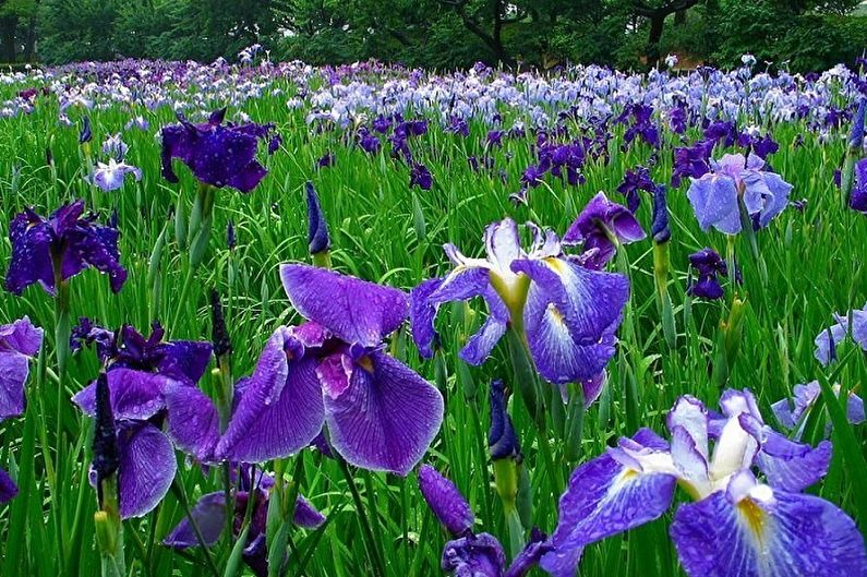 Irises - Polievanie