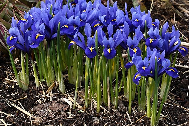 Iris - Gødning og top dressing