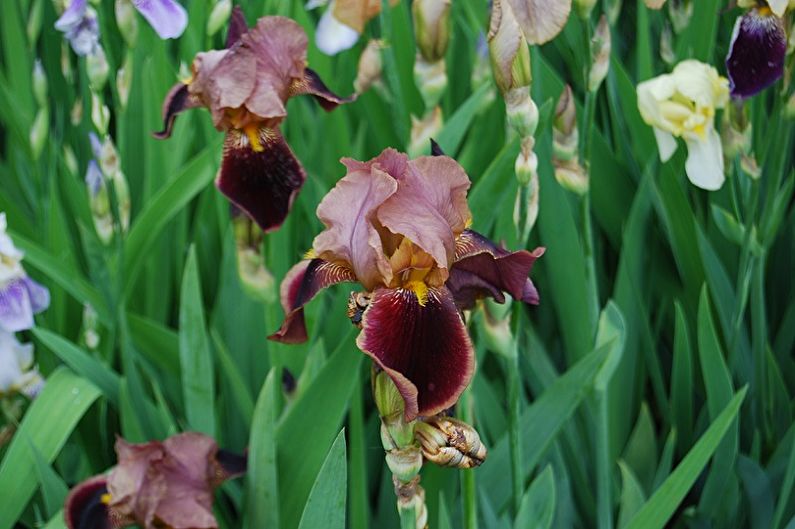 Iris - Maladies et ravageurs