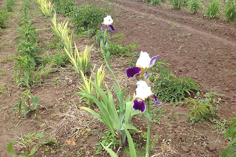 Sådan transplanteres iris