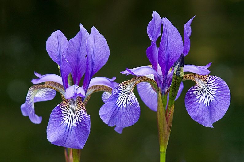 Irises - fotografia