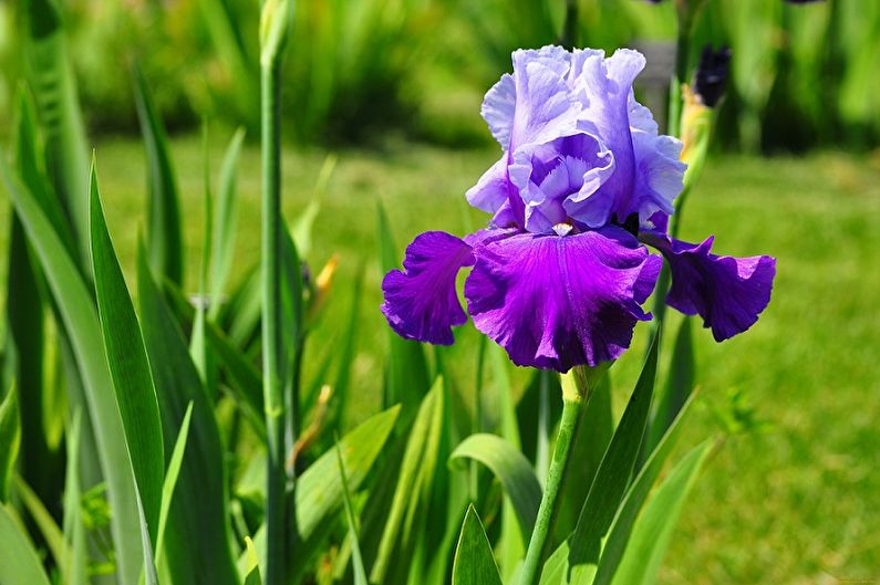 Irises - larawan