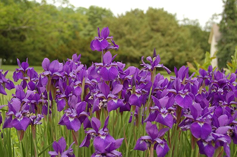 Irises - fotografija