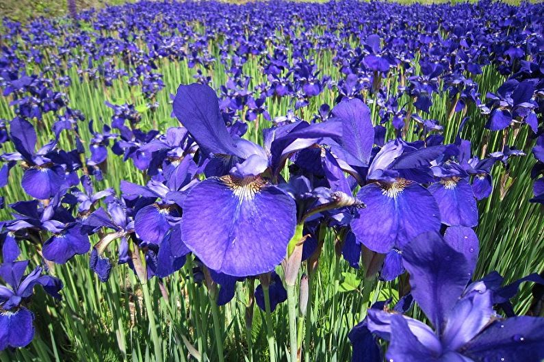 Irises - fotografia