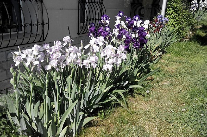 Irises - fotografia