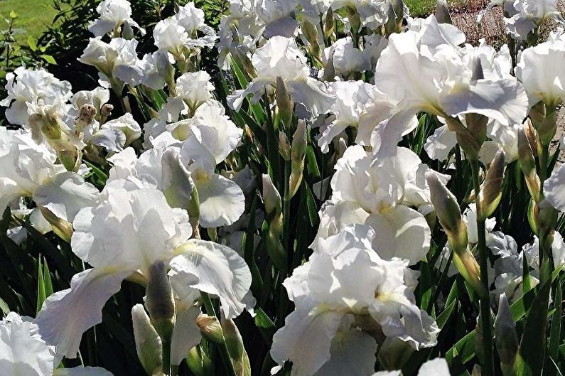 Irises - larawan