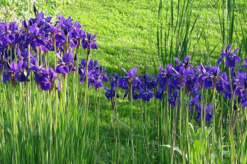 Irises - foto