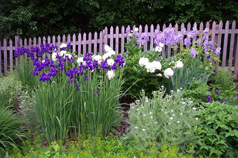 Irises - fotografia