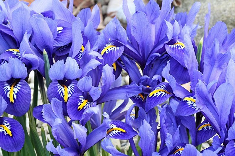 Irises - foto