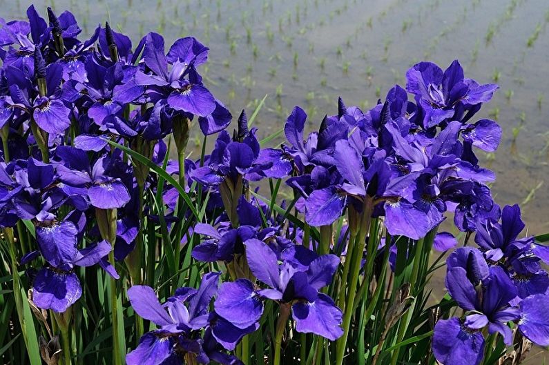 Irises - fotografija