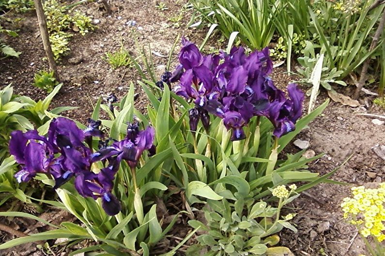 Irises - larawan