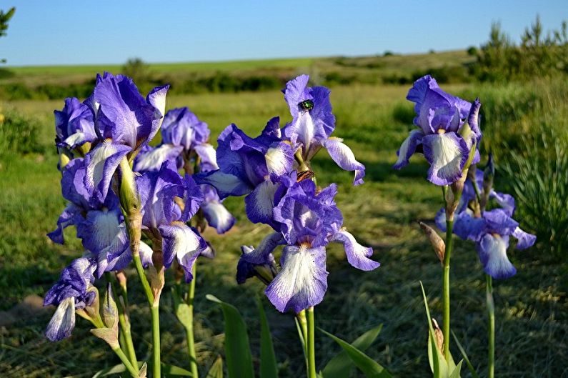 Irises - fotografija