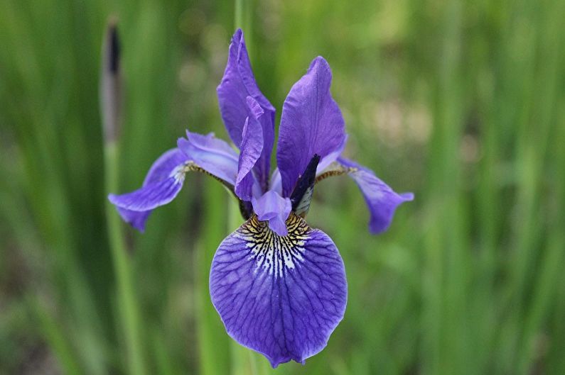 Iris - foto