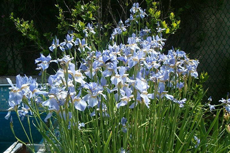 Irises - larawan