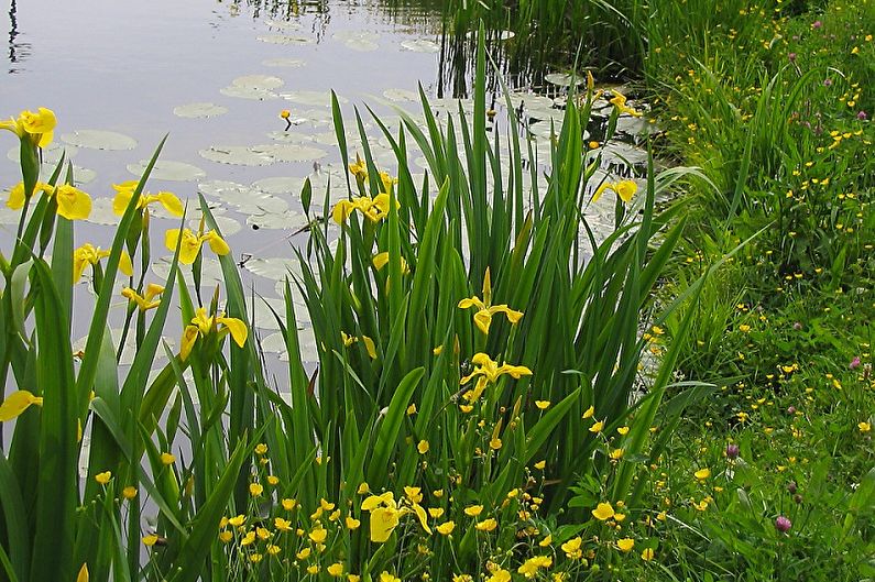 Irises - fotografia