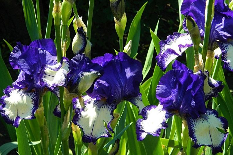 Iris - foto