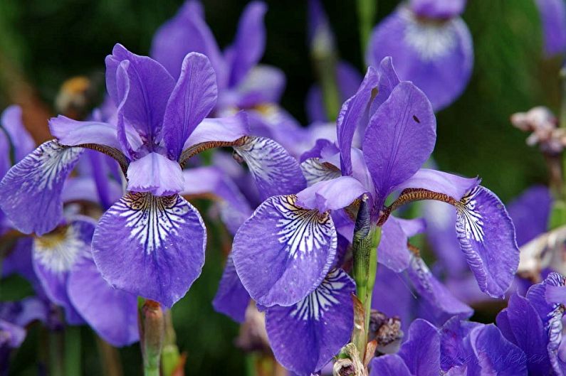 Irises - fotografia