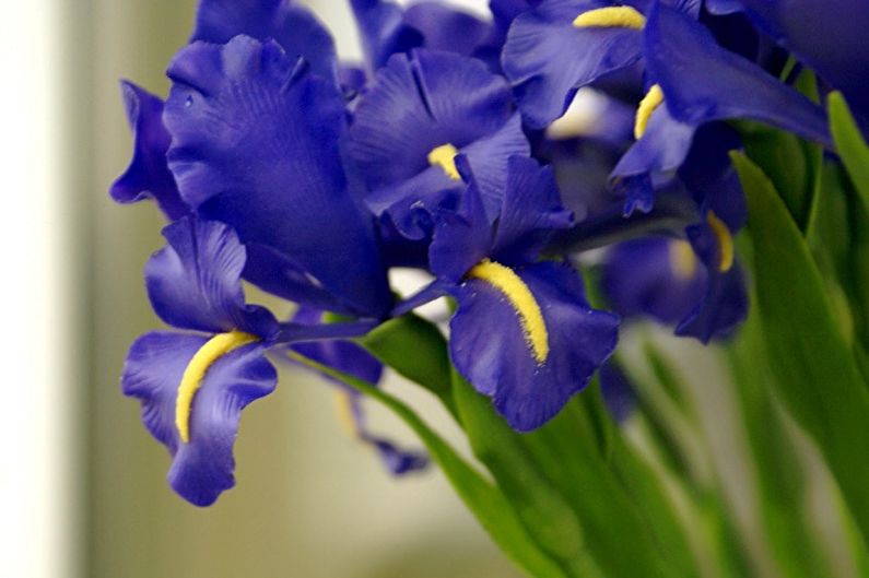 Irises - foto