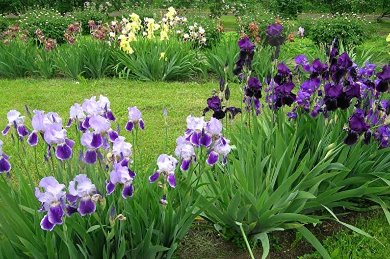 Irises - foto