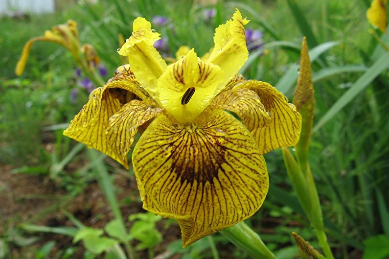 Irises - larawan