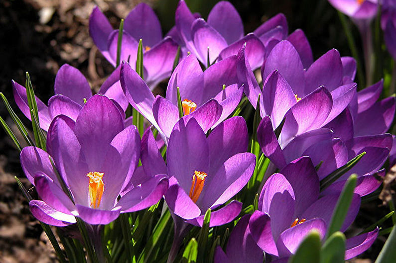 Crocus de primavera