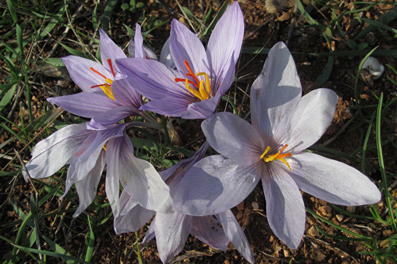 Crocusas Pallasas